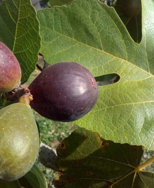 Ficus Carica