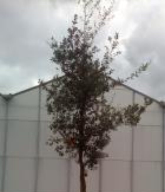 Quercus Suber