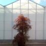 Acer palmatum 'Inabu Shidare