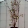 Prunus Serrulla